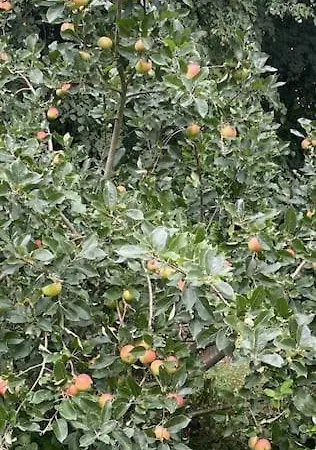 Lägenhet Fredensgaard Naer Billund