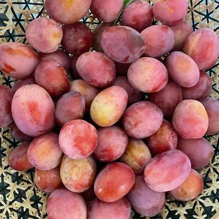 Fredensgaard Naer Billund Jordrup